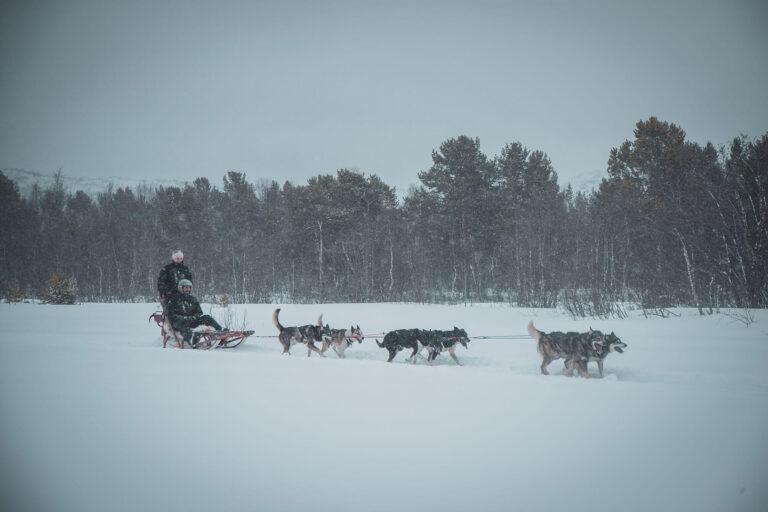 Huskies puxando o trenó