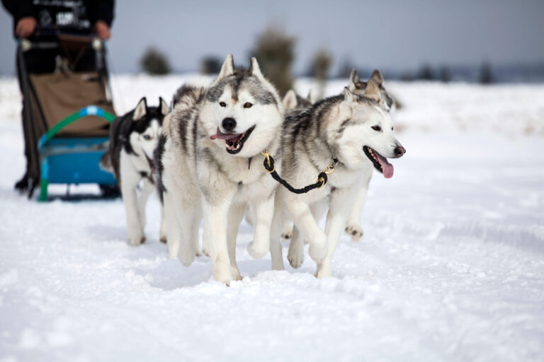 Passeio de trenó com huskies